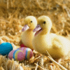 Ducklings, Easter eggs