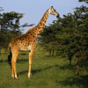 giraffe