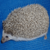 hedgehog