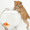 kitten and goldfish